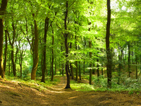 Nachhaltige Holznutzung gefordert: Klimawandel setzt deutschen Wäldern zu Nachhaltige Holznutzung gefordert: Klimawandel setzt deutschen Wäldern zu