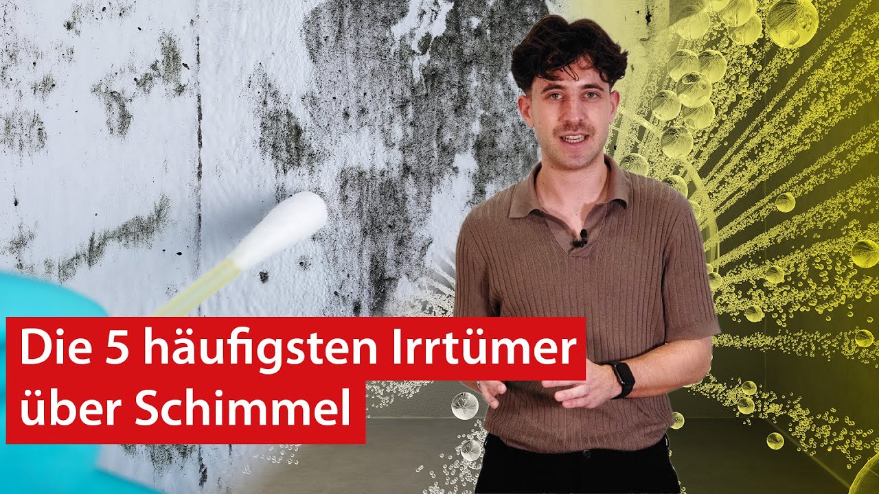 Die 5 häufigsten Irrtümer über Schimmel | haustec EDU Die 5 häufigsten Irrtümer über Schimmel | haustec EDU